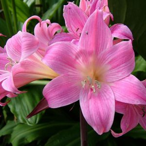 belladonna-lily-amaryllis