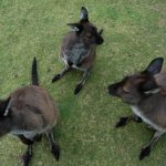 kangaroos_shalomvalley