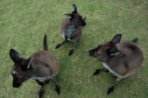 kangaroos_shalomvalley